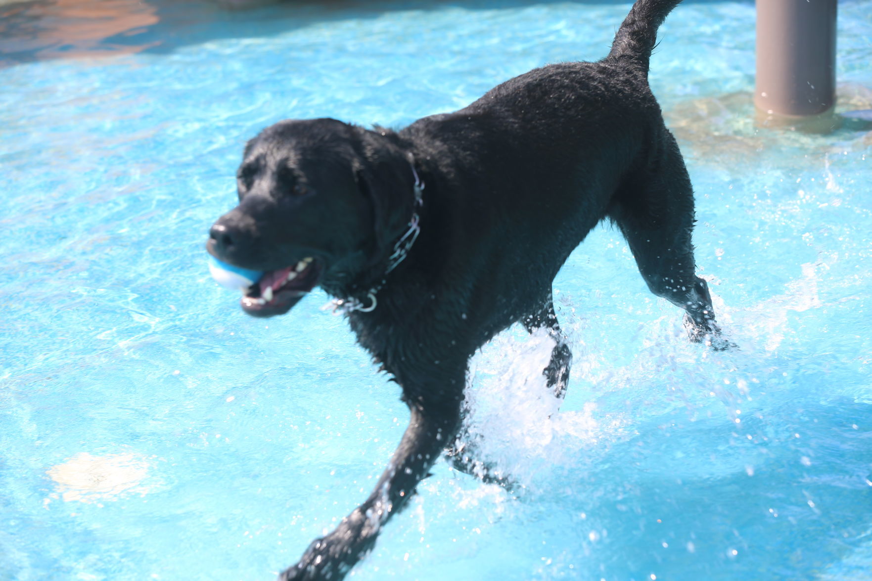 090919_gal_WWdogs (44)